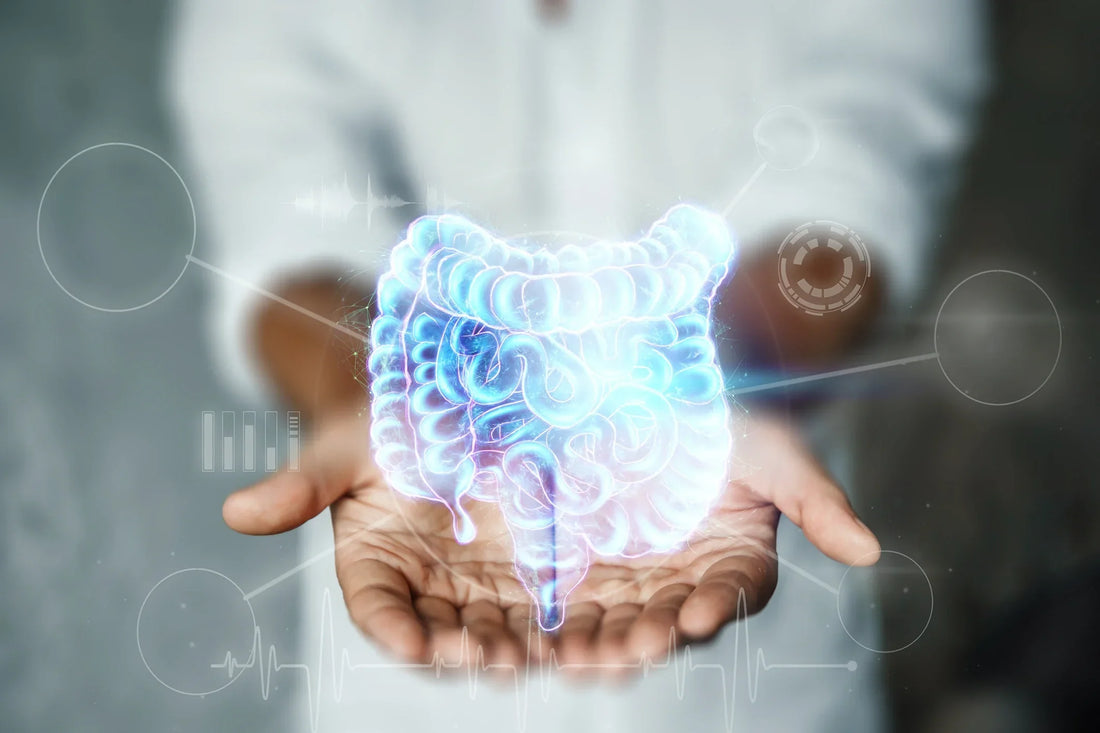 Darmgesundheit: Warum sie so wichtig ist und wie du sie optimal unterstützt