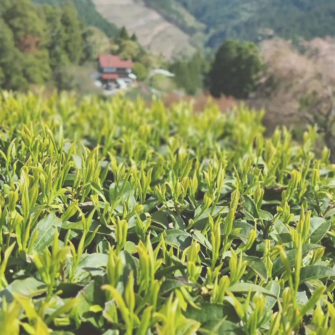 Bio Premium Isagawa Sencha Teefeld in Shizuoka, Japan mit frischen, grünen Teeblättern.