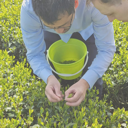Zwei Männer pflücken Teeblätter aus Bio Premium Isagawa Sencha Pflanzen in einem Teefeld.