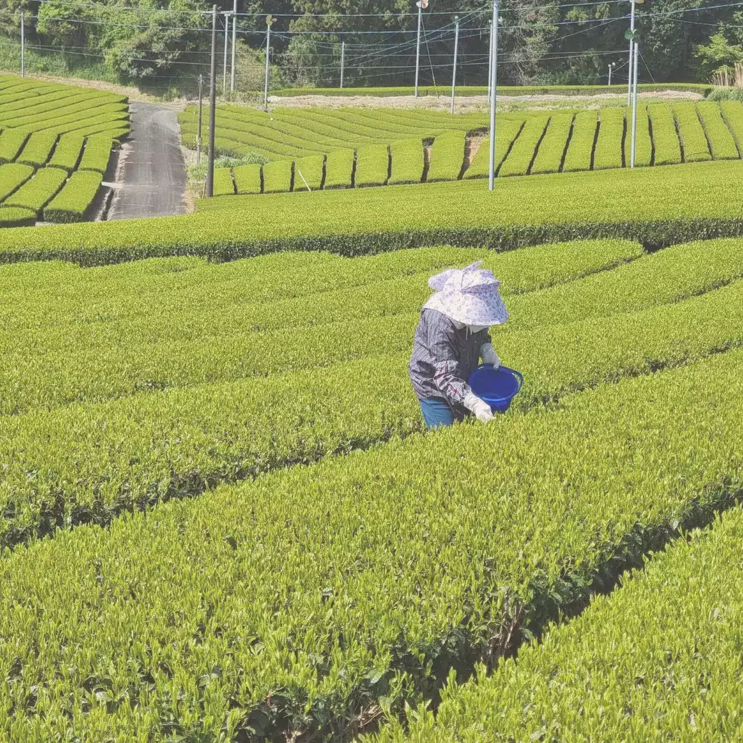 Bio Premium Isagawa Sencha: Teepflückerin in den grünen Teefeldern von Shizuoka, Japan.