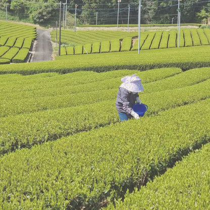 Bio Premium Isagawa Sencha: Teepflückerin in den grünen Teefeldern von Shizuoka, Japan.