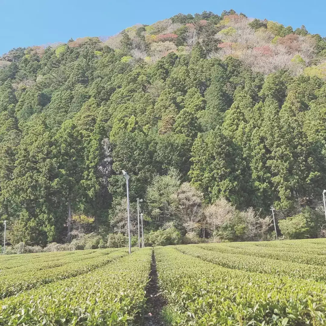 Bio Premium Isagawa Sencha Teeplantage mit grünen Teesträuchern und bewaldetem Hügel im Hintergrund.