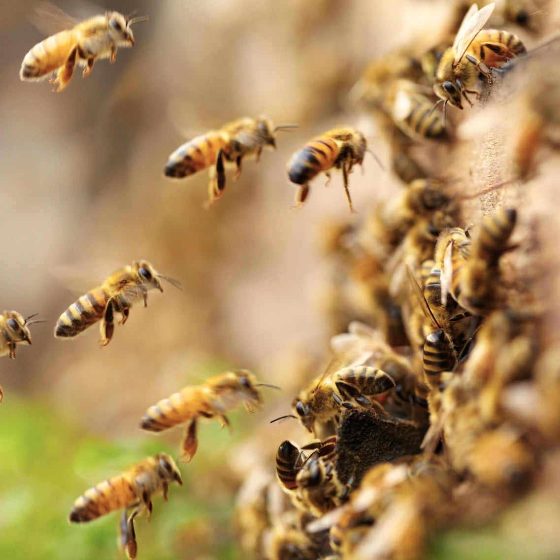 Nahaufnahme von Honigbienen