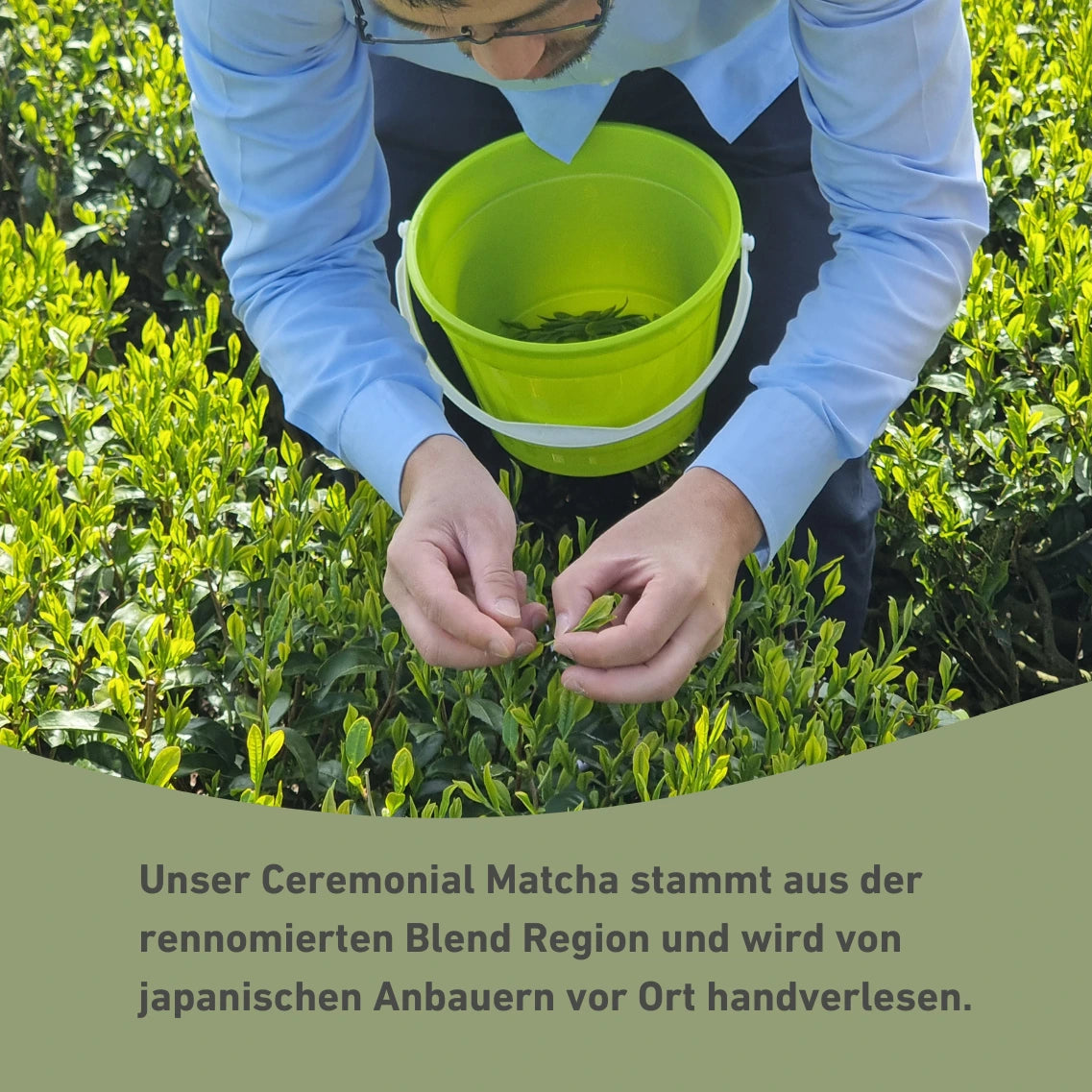 Bio Matcha erntender Mann auf Feld mit Infotext zur Herkunft des Ceremonial Matchas