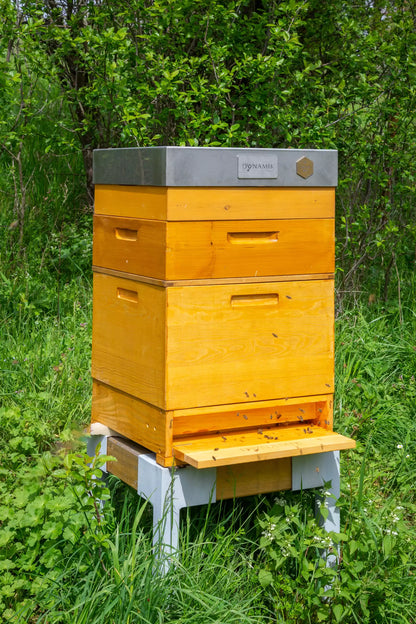 DYNAMIKPLUS Bienenstock