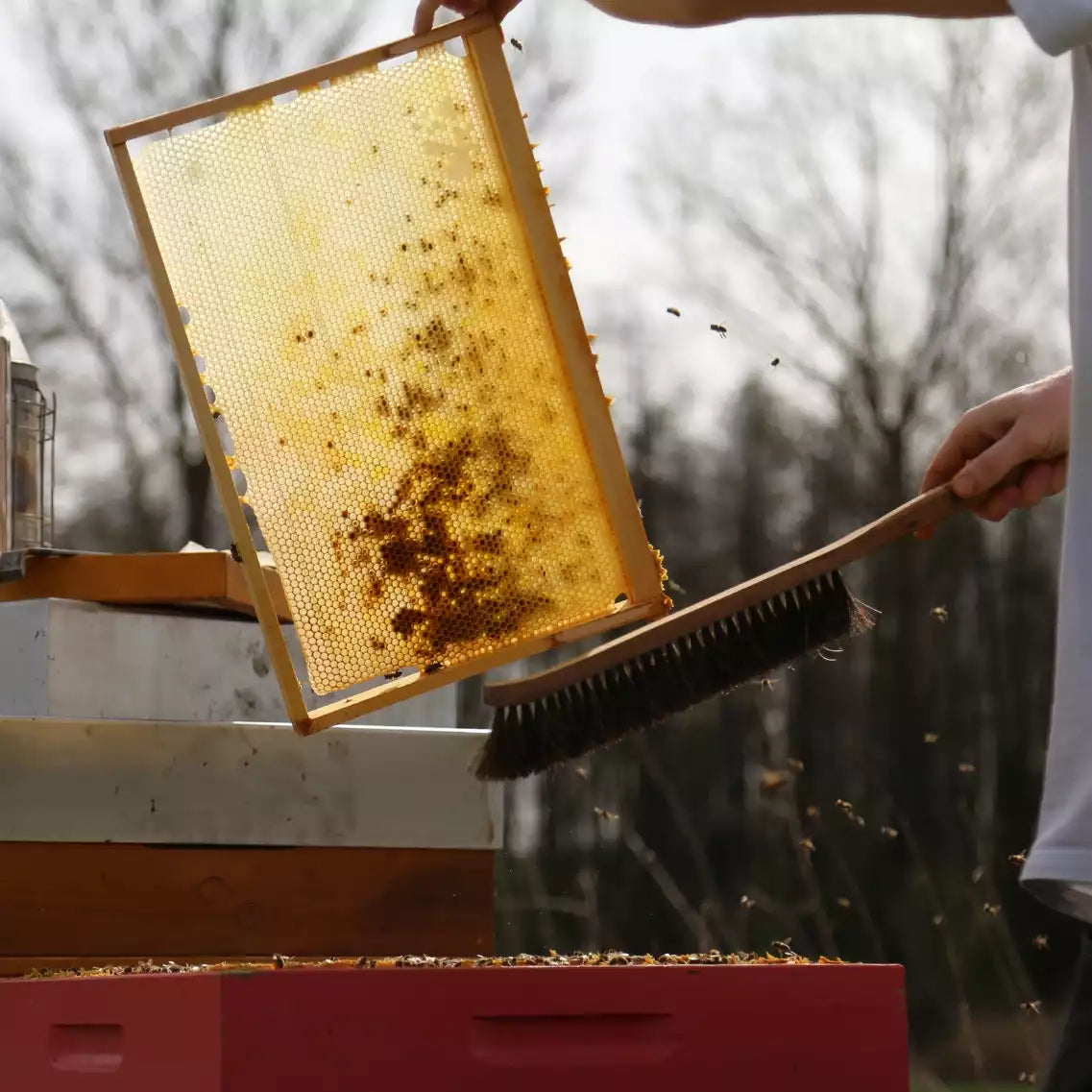 Imker mit Handbesen und Bienenwaben in der Hand