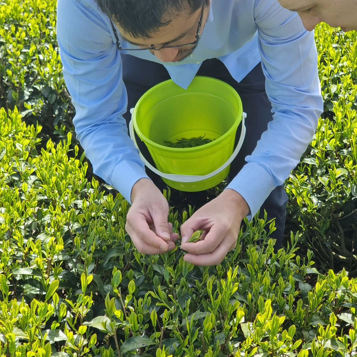 Mann auf Feld erntet Matcha 
