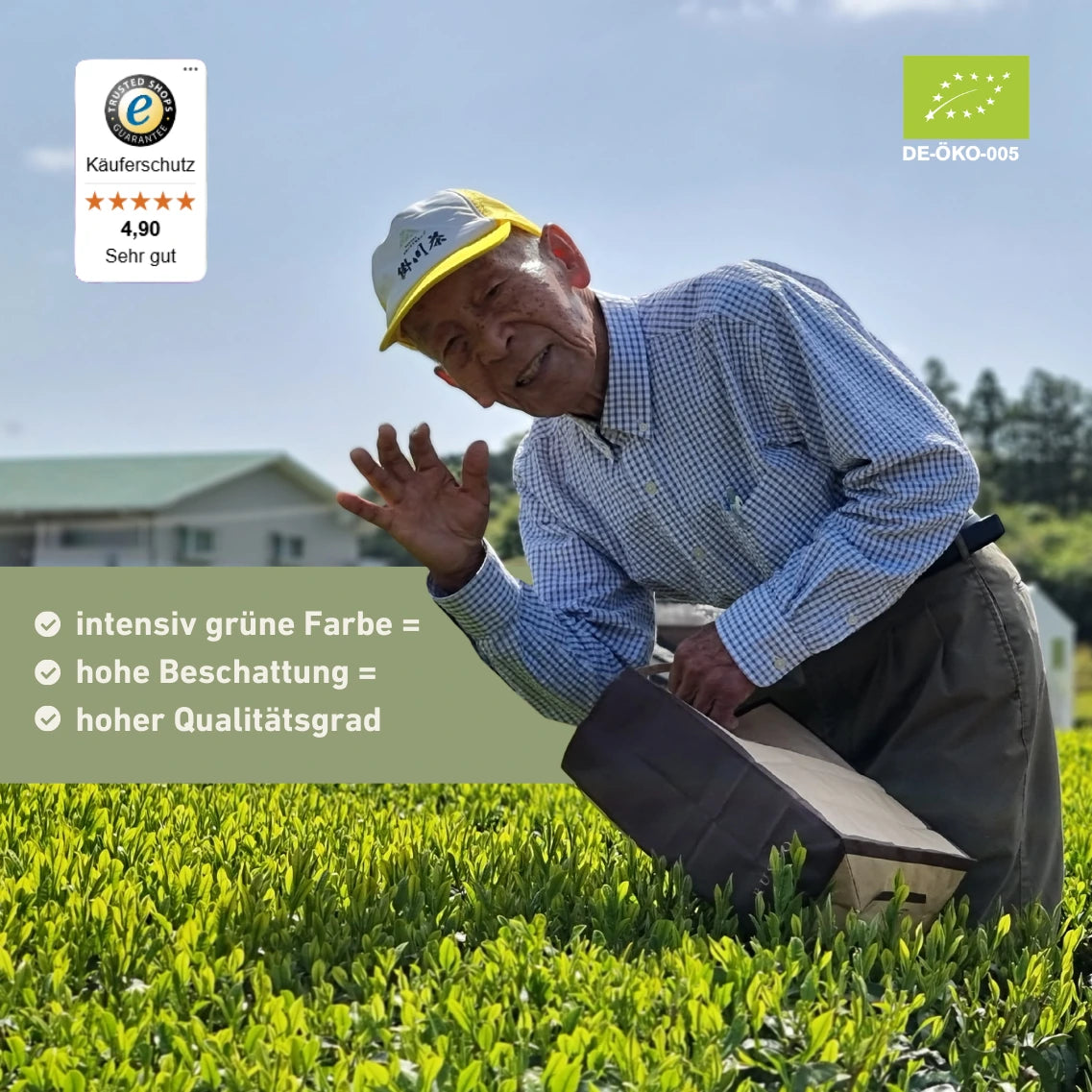 Japaner auf Bio Matcha Feld. Qualitätsmerkmale und Ökosiegel