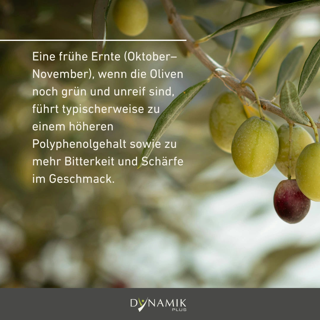 Info zur Ernte für Bio Olivenöl - High Polyphenol