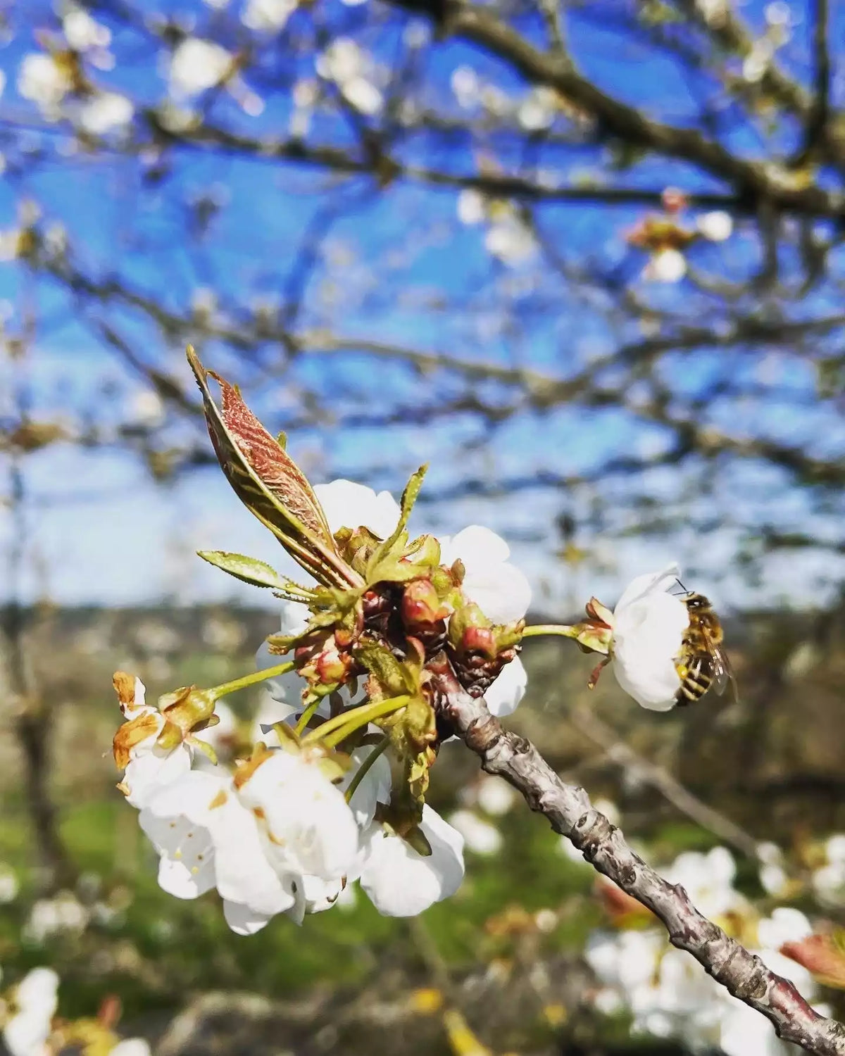 Nahaufnahme von Bienen bei der Bestäubung und sammeln des Blütennektars