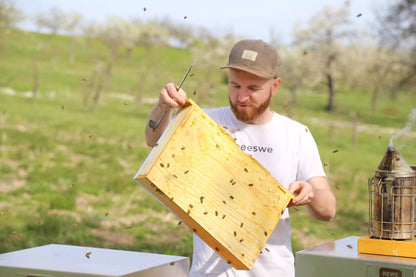 Imker der Bienenstockrahmen in der Hand hält mit umherschwirrenden Bienen